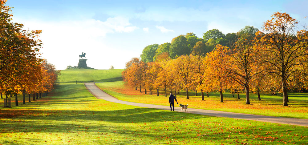 Dog walker on the Long Walk, Windsor Great Park